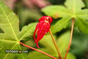 - Acer oliverianum x 'Mystic Jewel' Japanese Maple - Mr Maple │ Buy Japanese Maple Trees