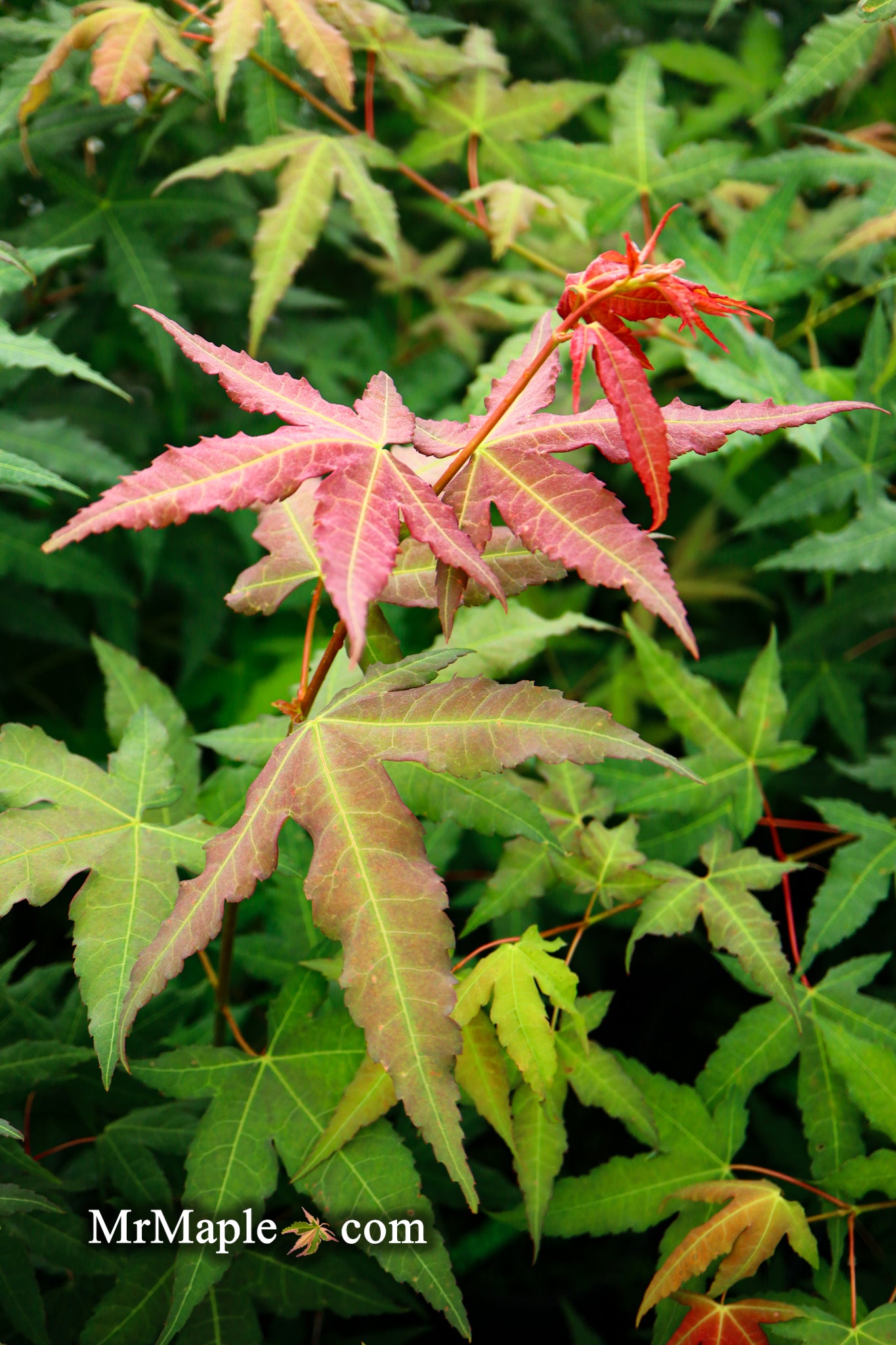 Buy Acer palmatum 'Mystic Jewel' Japanese Maple — Mr Maple │ Buy