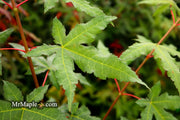 - Acer oliverianum x 'Mystic Jewel' Japanese Maple - Mr Maple │ Buy Japanese Maple Trees
