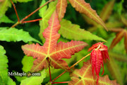 - Acer oliverianum x 'Mystic Jewel' Japanese Maple - Mr Maple │ Buy Japanese Maple Trees