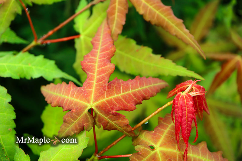 - Acer oliverianum x 'Mystic Jewel' Japanese Maple - Mr Maple │ Buy Japanese Maple Trees