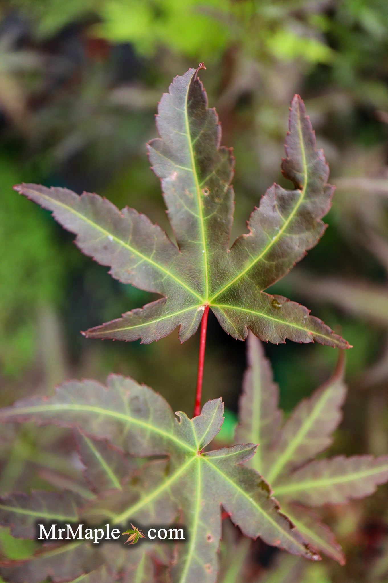 Buy Acer palmatum ‘Mystic Jewel’ Japanese Maple — Mr Maple │ Buy