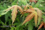 - Acer oliverianum x 'Mystic Jewel' Japanese Maple - Mr Maple │ Buy Japanese Maple Trees