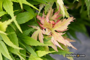 - Acer palmatum 'Mystic Mikawa' Miniature Japanese Maple - Mr Maple │ Buy Japanese Maple Trees