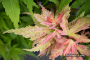 - Acer palmatum 'Mystic Mikawa' Miniature Japanese Maple - Mr Maple │ Buy Japanese Maple Trees
