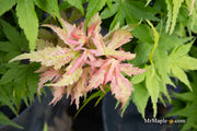 - Acer palmatum 'Mystic Mikawa' Miniature Japanese Maple - Mr Maple │ Buy Japanese Maple Trees