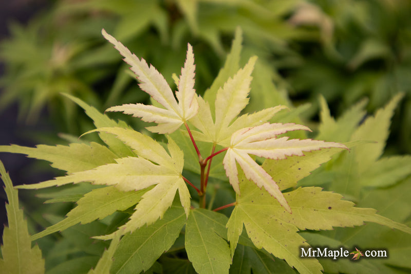 - Acer palmatum 'Mystic Mikawa' Miniature Japanese Maple - Mr Maple │ Buy Japanese Maple Trees