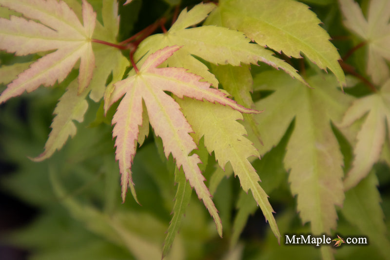 - Acer palmatum 'Mystic Mikawa' Miniature Japanese Maple - Mr Maple │ Buy Japanese Maple Trees