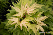 - Acer palmatum 'Mystic Mikawa' Miniature Japanese Maple - Mr Maple │ Buy Japanese Maple Trees