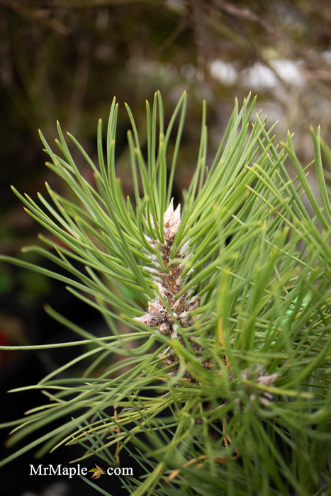 Pinus thunbergii 'Nana Koyosho' Dwarf Japanese Black Pine Tree