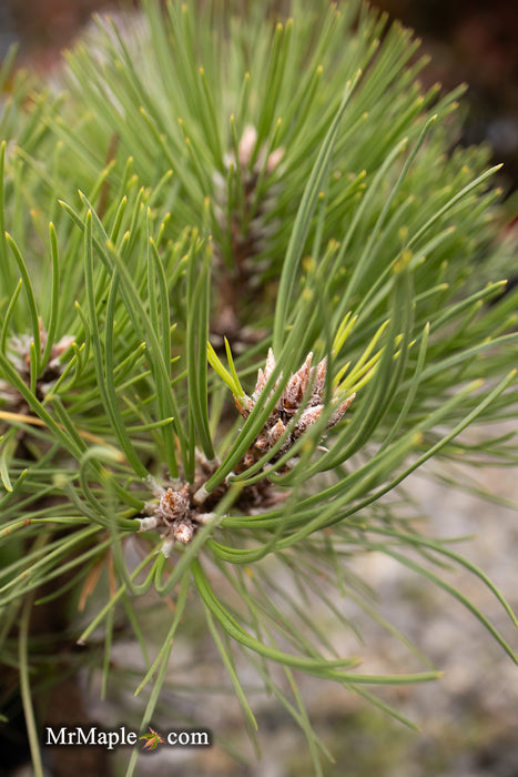 Pinus thunbergii 'Nana Koyosho' Dwarf Japanese Black Pine Tree