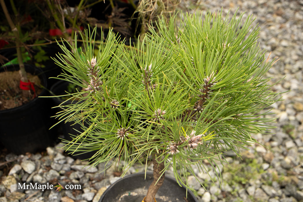 Pinus thunbergii 'Nana Koyosho' Dwarf Japanese Black Pine Tree