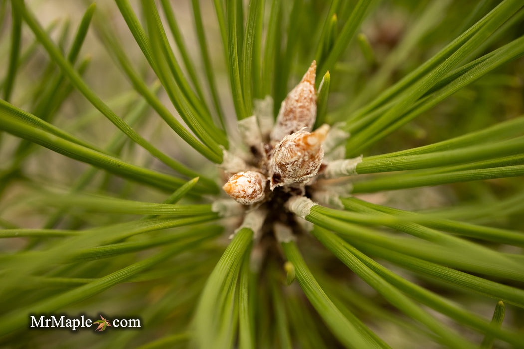 Pinus thunbergii 'Nana Koyosho' Dwarf Japanese Black Pine Tree