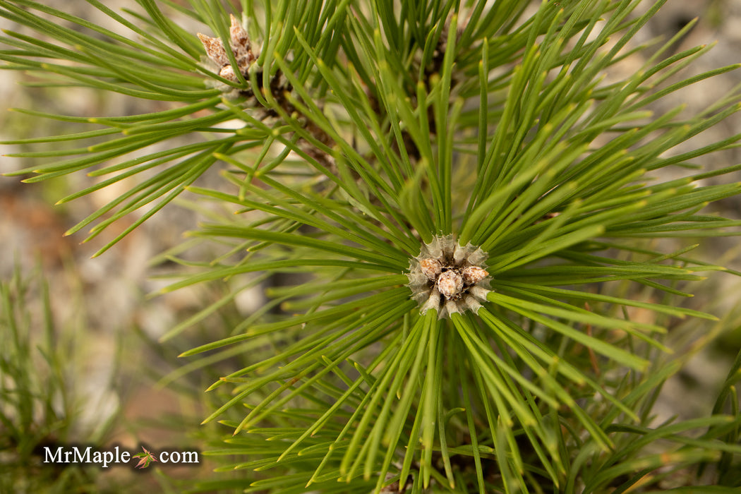 Pinus thunbergii 'Nana Koyosho' Dwarf Japanese Black Pine Tree