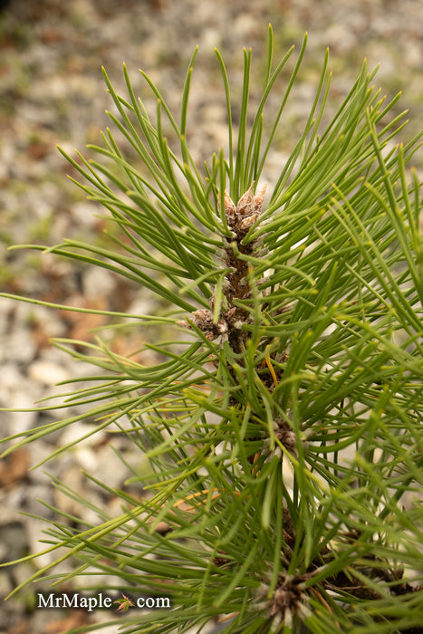 Pinus thunbergii 'Nana Koyosho' Dwarf Japanese Black Pine Tree