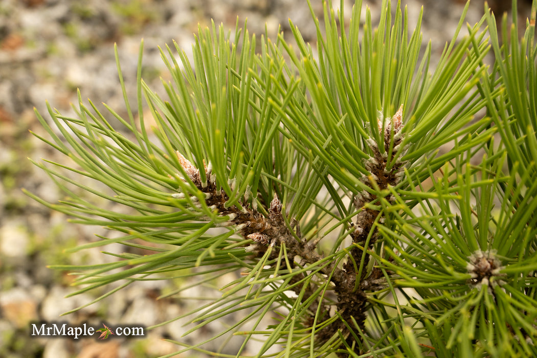 Pinus thunbergii 'Nana Koyosho' Dwarf Japanese Black Pine Tree