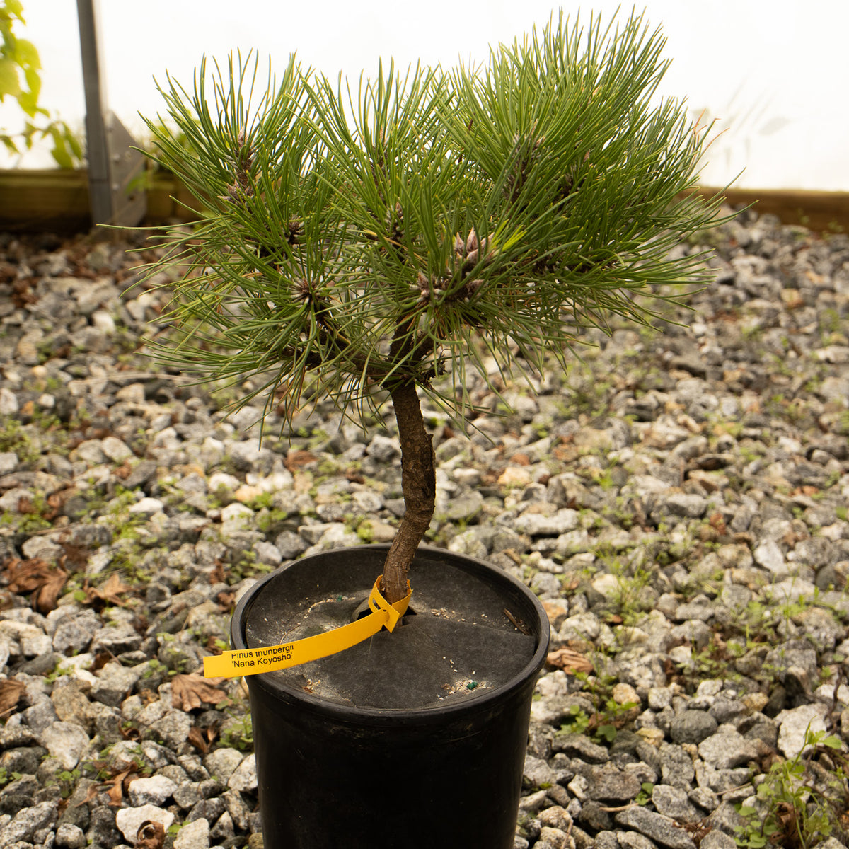 Buy Pinus thunbergii 'Nana Koyosho' Dwarf Japanese Black Pine Tree — Mr  Maple │ Buy Japanese Maple Trees