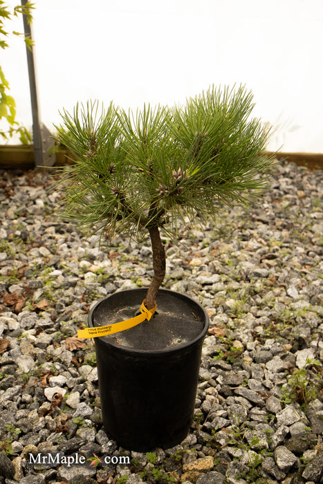 Pinus thunbergii 'Nana Koyosho' Dwarf Japanese Black Pine Tree