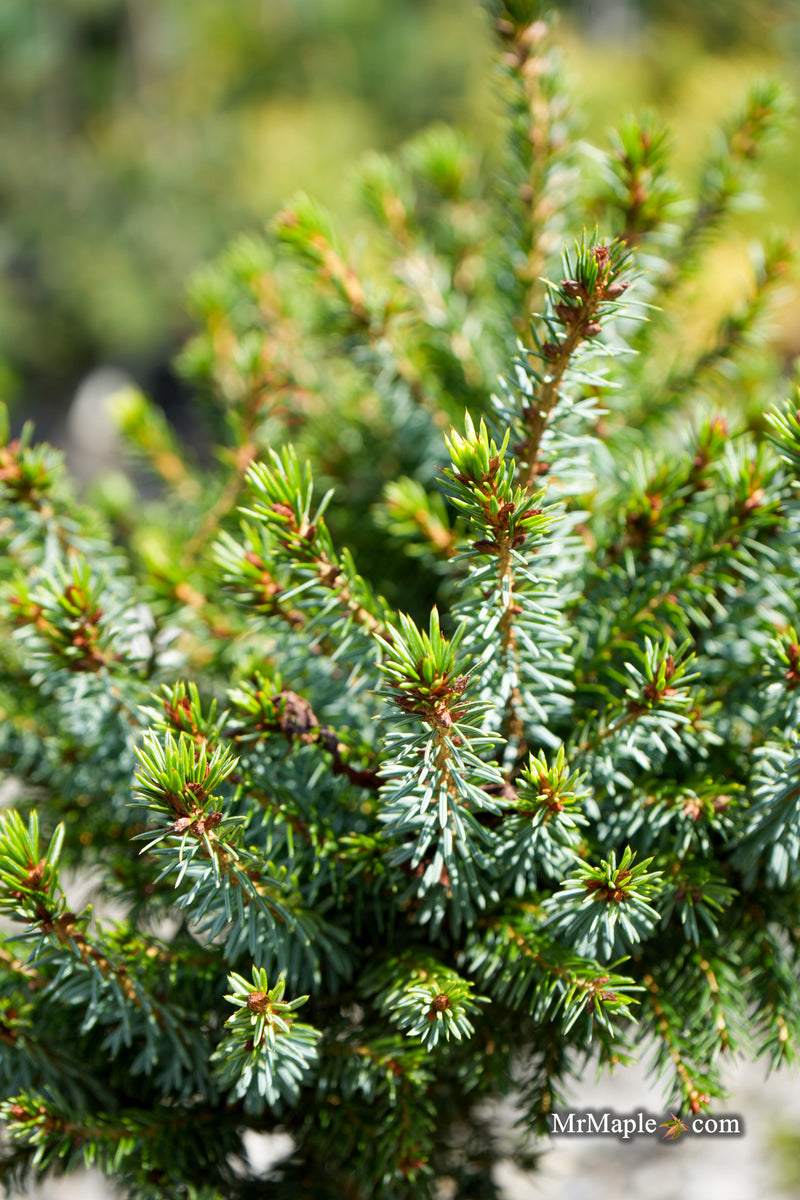 Picea omorika 'Nana' Dwarf Serbian Spruce