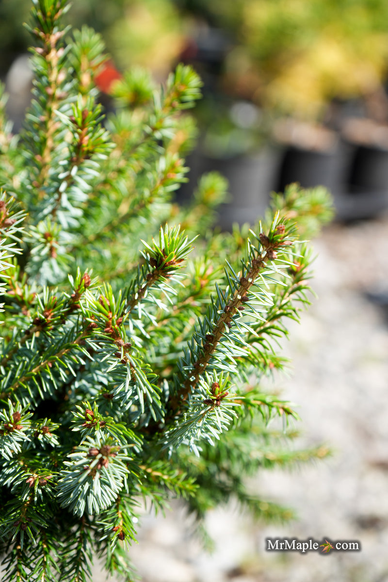 Picea omorika 'Nana' Dwarf Serbian Spruce
