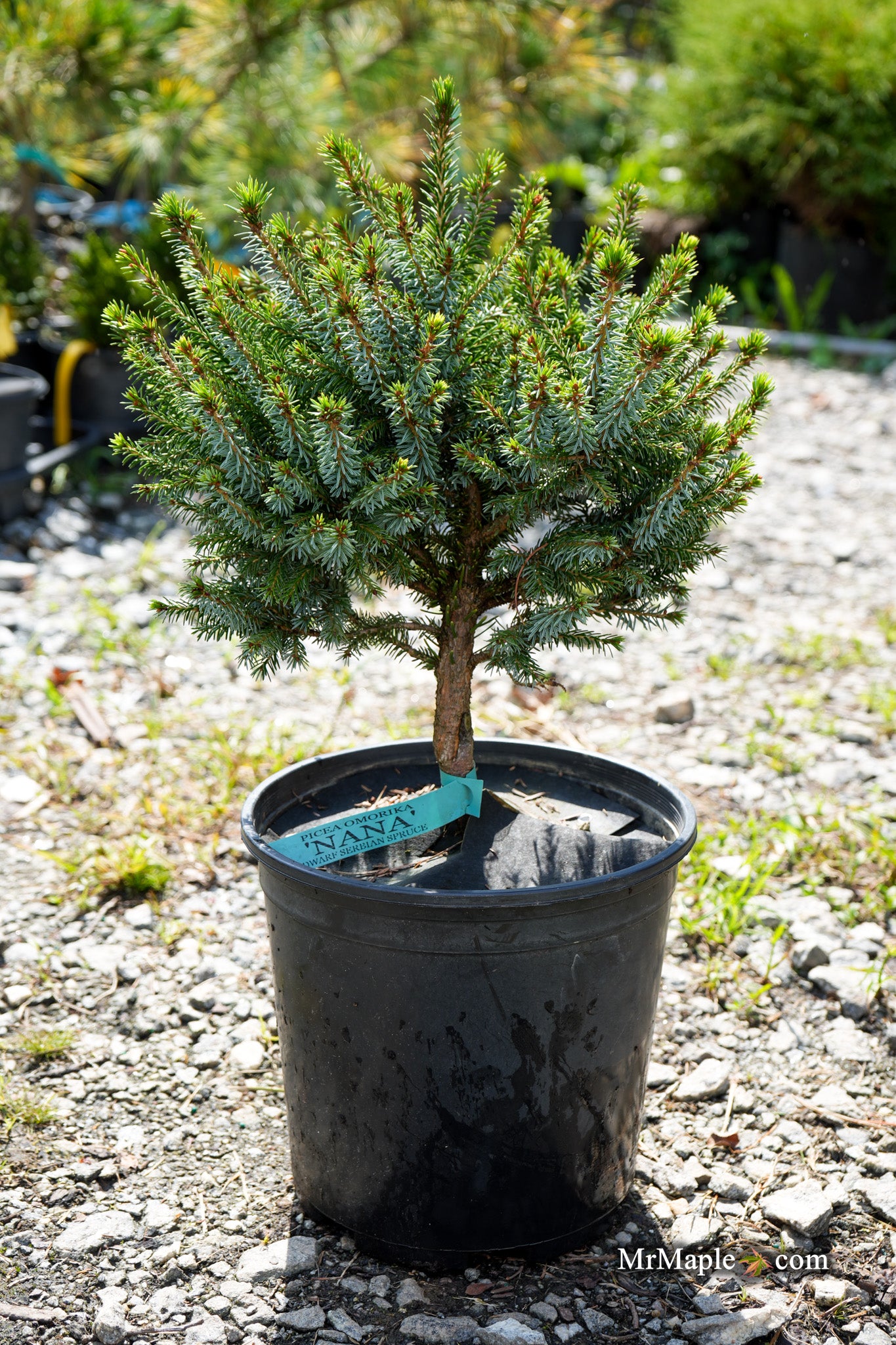 置物 one tree Buy Picea omorika 'Nana' Dwarf Serbian Spruce — Mr Maple │ Buy