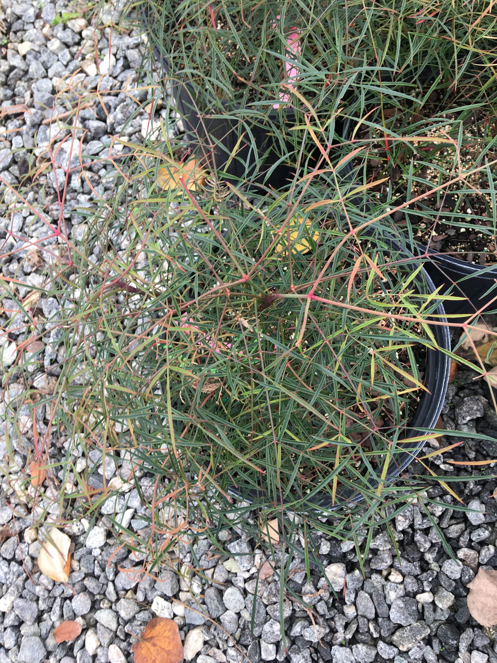 Buy Nandina domestica 'San Gabriel' Filamentosa Heavenly Bamboo