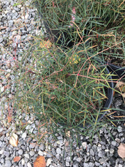 - Nandina domestica 'San Gabriel' Filamentosa Heavenly Bamboo Nandina - Mr Maple │ Buy Japanese Maple Trees