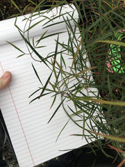 - Nandina domestica 'San Gabriel' Filamentosa Heavenly Bamboo Nandina - Mr Maple │ Buy Japanese Maple Trees