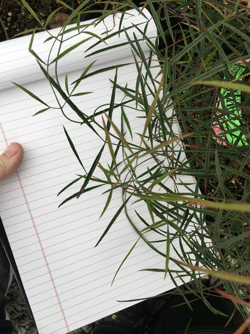 - Nandina domestica 'San Gabriel' Filamentosa Heavenly Bamboo Nandina - Mr Maple │ Buy Japanese Maple Trees