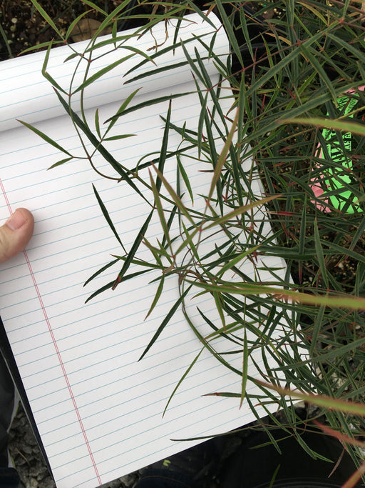 - Nandina domestica 'San Gabriel' Filamentosa Heavenly Bamboo Nandina - Mr Maple │ Buy Japanese Maple Trees