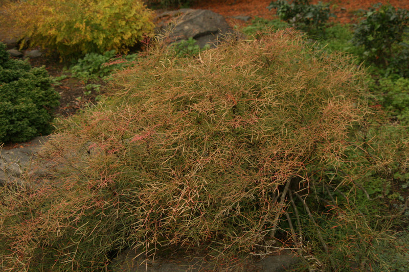 - Nandina domestica 'San Gabriel' Filamentosa Heavenly Bamboo Nandina - Mr Maple │ Buy Japanese Maple Trees