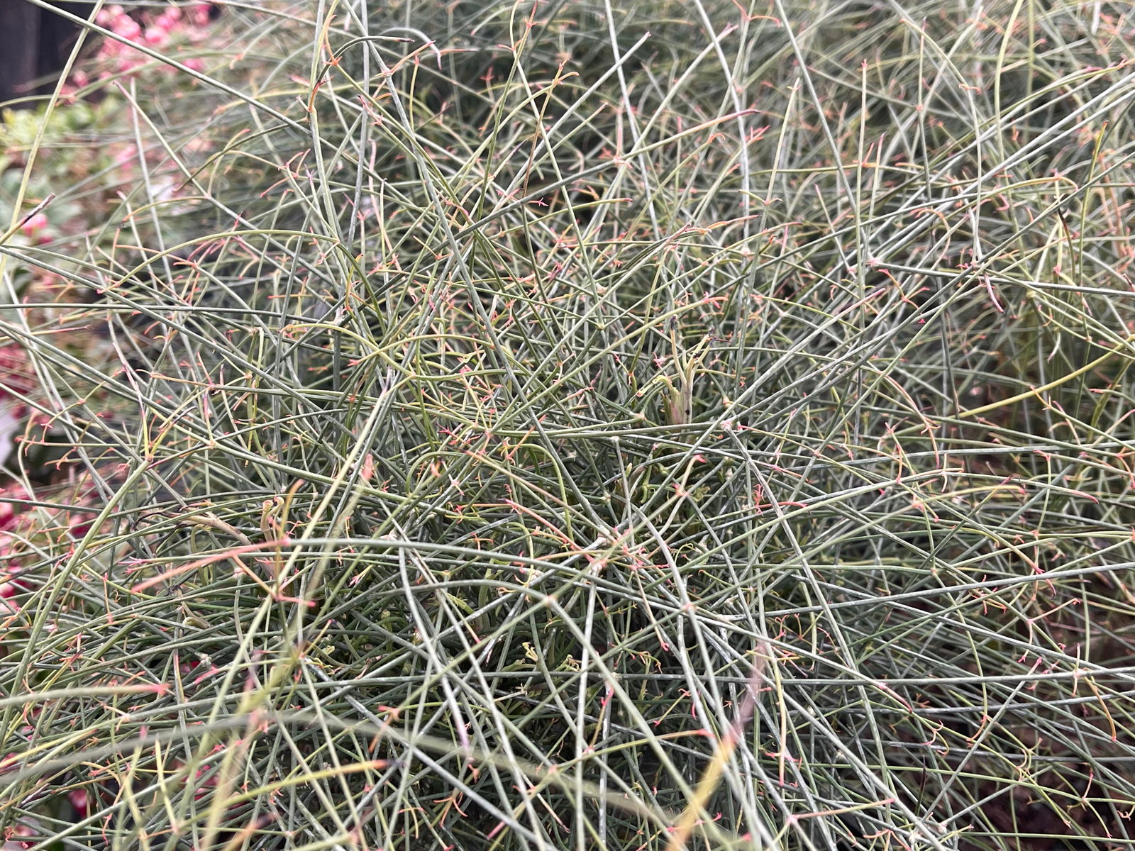 Buy Nandina domestica capillus 'Senbazuru' Heavenly Bamboo — Mr