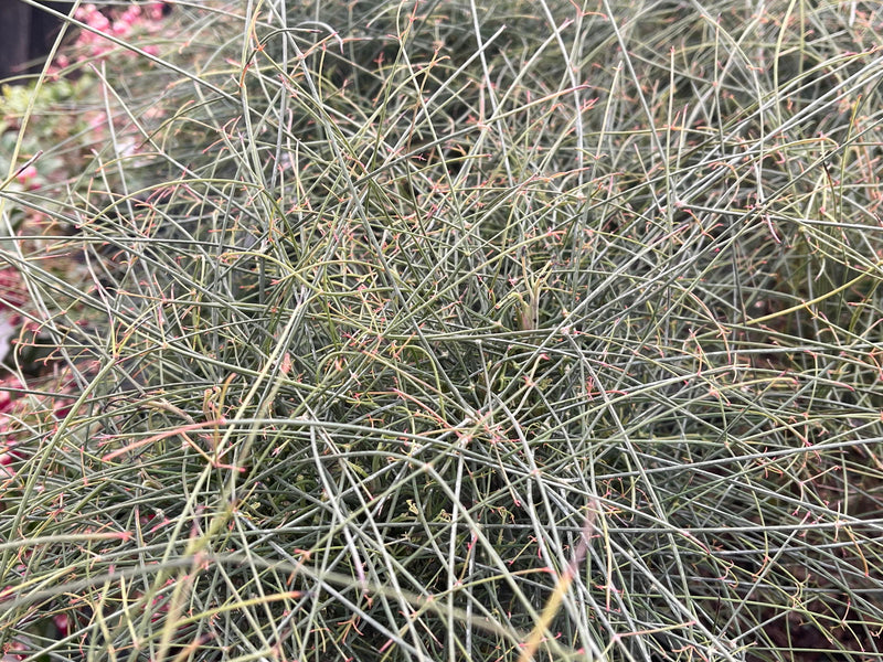 - Nandina domestica capillus 'Senbazuru' Heavenly Bamboo - Mr Maple │ Buy Japanese Maple Trees