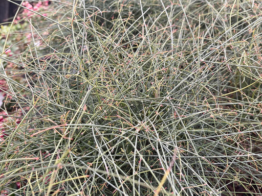 - Nandina domestica capillus 'Senbazuru' Heavenly Bamboo - Mr Maple │ Buy Japanese Maple Trees