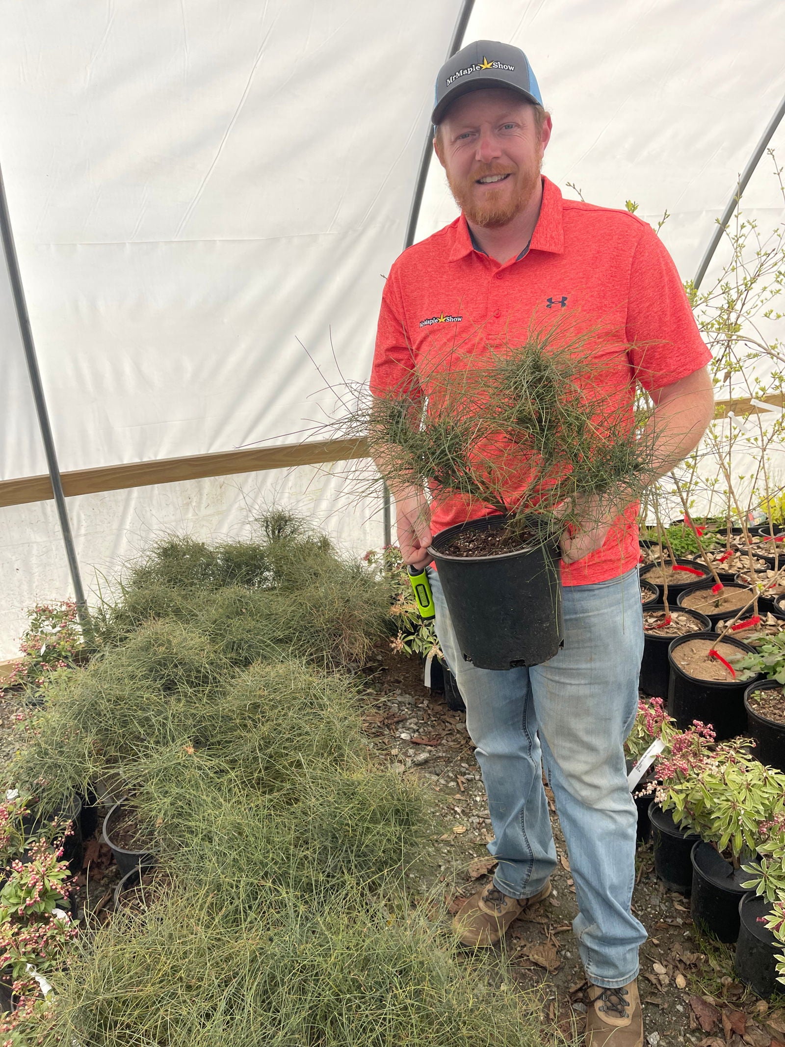 Buy Nandina domestica capillus 'Senbazuru' Heavenly Bamboo — Mr