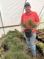 - Nandina domestica capillus 'Senbazuru' Heavenly Bamboo - Mr Maple │ Buy Japanese Maple Trees