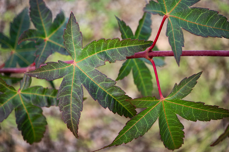 Acer palmatum 'Naniwa beni' Japanese Maple