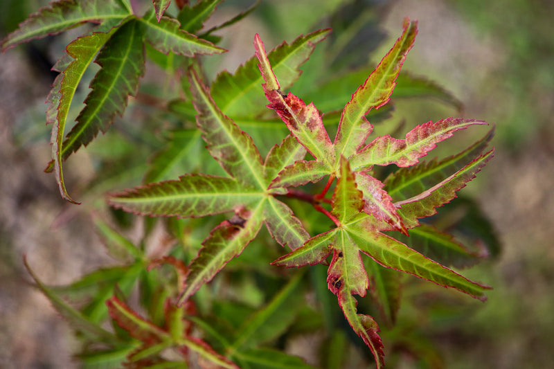 Acer palmatum 'Naniwa beni' Japanese Maple
