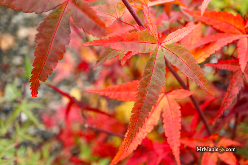 Acer palmatum 'Naniwa beni' Japanese Maple