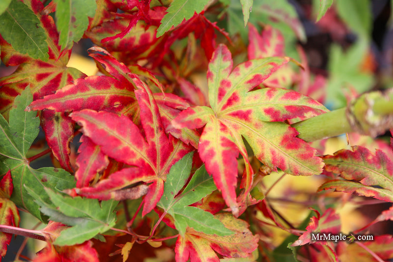 Acer palmatum 'Naniwa beni' Japanese Maple