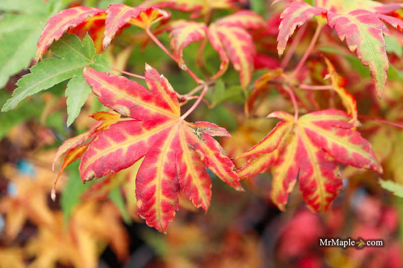 Acer palmatum 'Naniwa beni' Japanese Maple