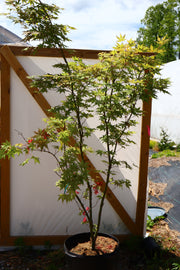 - FOR PICKUP ONLY | Acer palmatum 'Nebula' Variegated Japanese Maple | DOES NOT SHIP - Mr Maple │ Buy Japanese Maple Trees