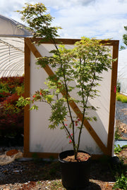 - FOR PICKUP ONLY | Acer palmatum 'Nebula' Variegated Japanese Maple | DOES NOT SHIP - Mr Maple │ Buy Japanese Maple Trees
