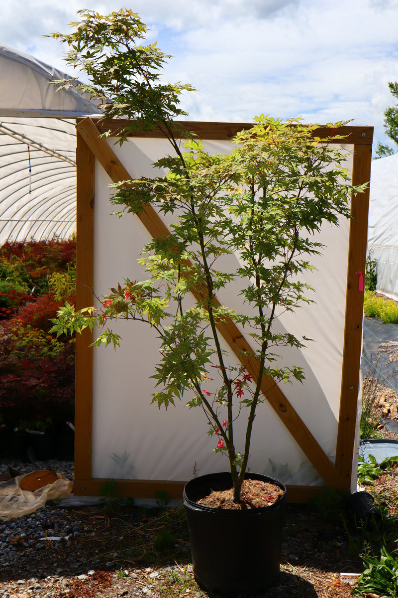 - FOR PICKUP ONLY | Acer palmatum 'Nebula' Variegated Japanese Maple | DOES NOT SHIP - Mr Maple │ Buy Japanese Maple Trees