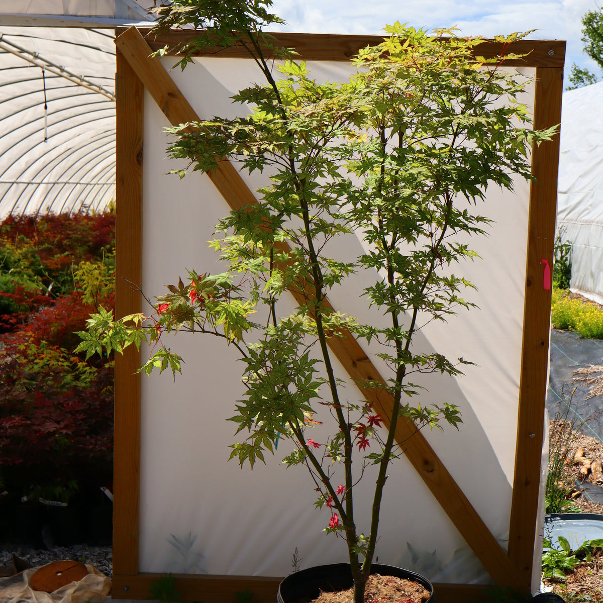 Buy Acer palmatum 'Nebula' Variegated Japanese Maple — Mr Maple │ Buy