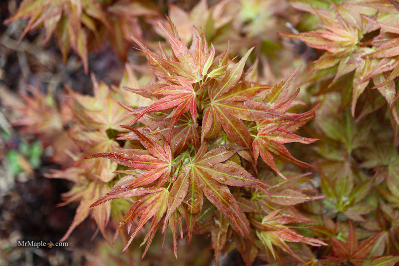 Acer palmatum 'Nemo' Japanese Maple