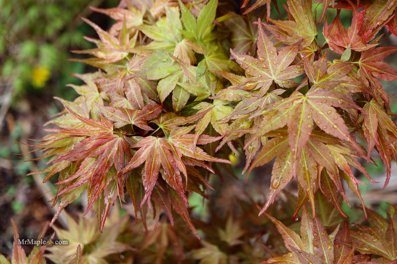 Acer palmatum 'Nemo' Japanese Maple