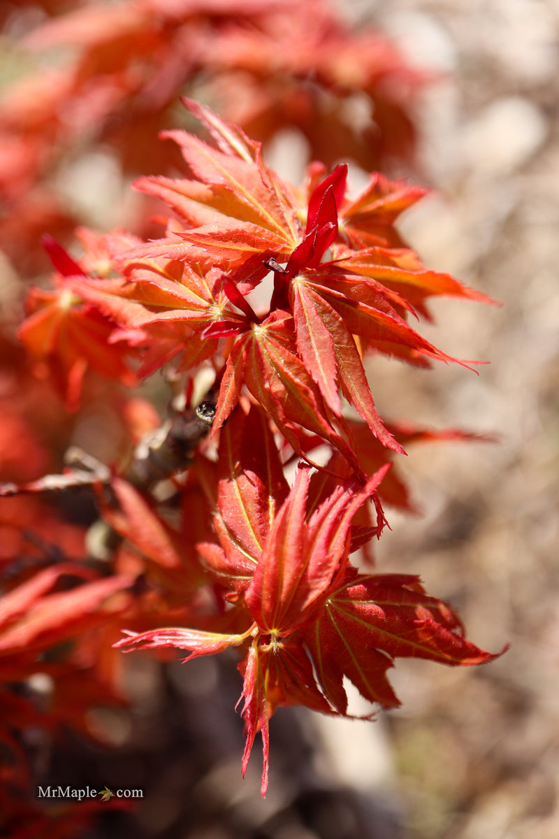 Acer palmatum 'Nemo' Japanese Maple