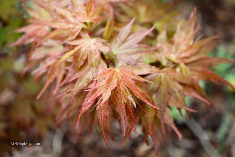 Acer palmatum 'Nemo' Japanese Maple