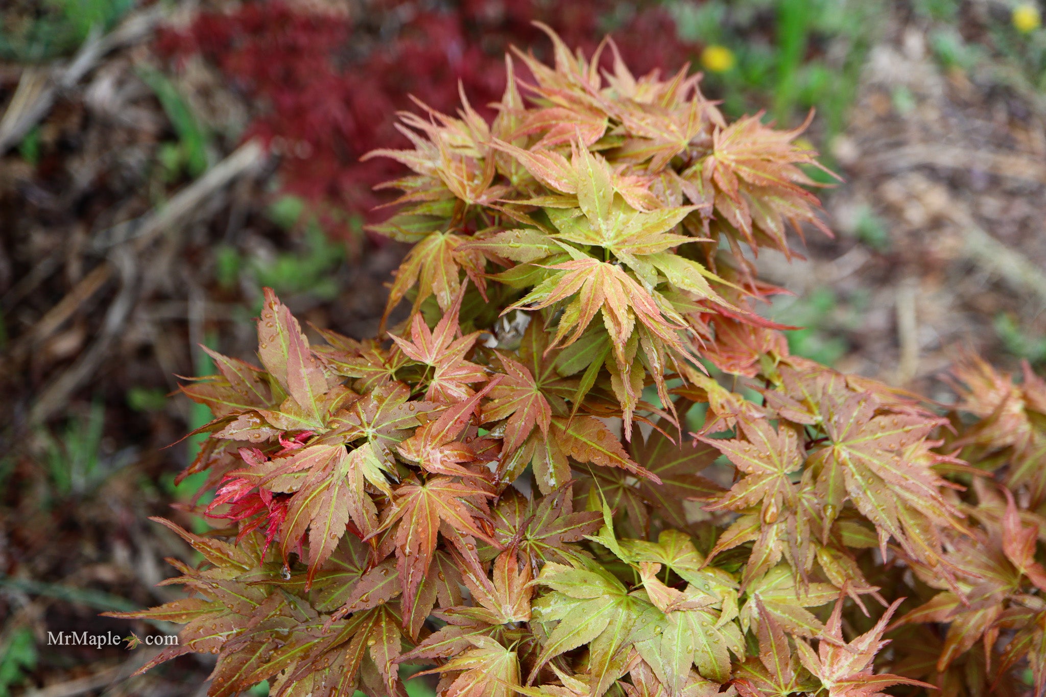 Buy Acer palmatum 'Nemo' Japanese Maple — Mr Maple │ Buy Japanese